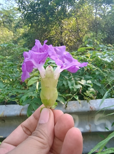 Strobilanthes callosus flower2.jpg